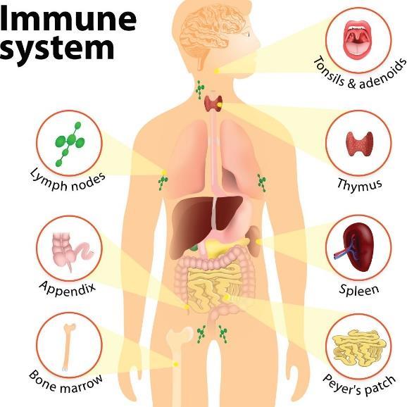 Organs of the Immune System The organs affected by secondary immunodeficiency can include the Skin, Sinuses, Middle Ear, Lungs, Spleen, Bowel and Blood.