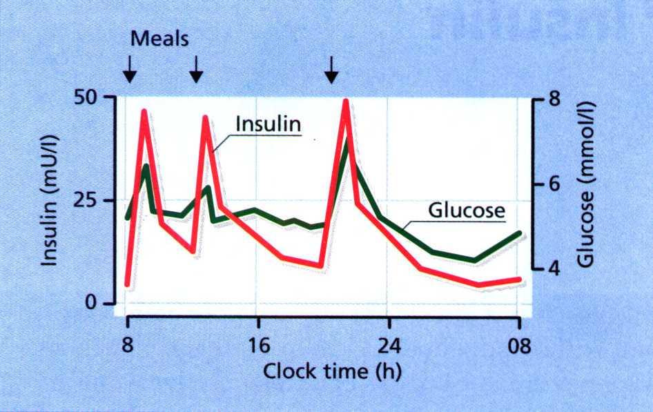 24-h profiles of blood insulin and