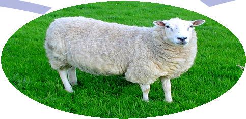 It has been used as extra label in sheep and other species, although its use in