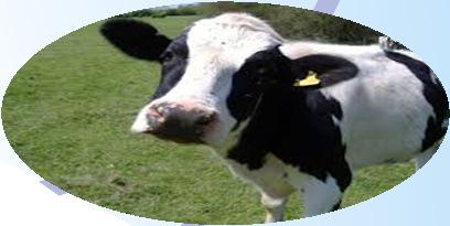 dose of tildipirosin is safe for cattle, 10 mg/kg (single dose, SC) dose may be