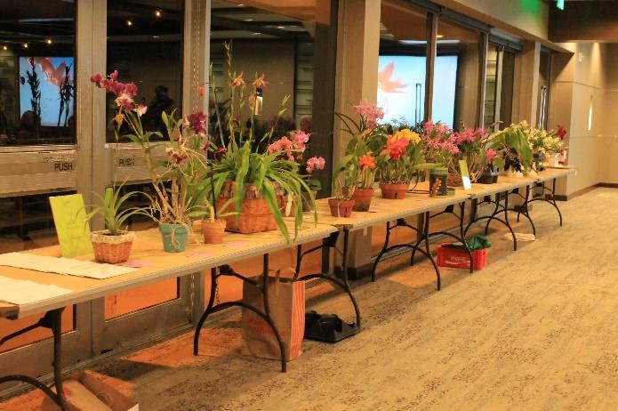 Tamiami Trail, Sarasota Venice Area Orchid Society Show (February 2018) Saturday Feb 3rd - 10am - 5pm Sunday Feb 4th - 10am - 4pm Set Up: Friday Feb 2nd -