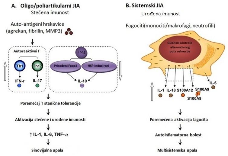 te njihova receptora RAGE u juvenilnom idiopatskom artritisu 16 Slika 2. Različita patogeneza oligo/poliartikularnog JIA i sistemskog JIA.