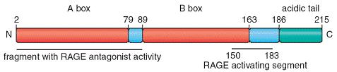 te njihova receptora RAGE u juvenilnom idiopatskom artritisu 24 A domena B domena kiseli rep Slika 5. Struktura HMGB1.