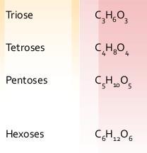 CLASSIFICATION OF MONOSACCHARIDE The number of carbon atoms trioses (C-3) tetroses (C-4) pentoses (C-5) hexoses (C-6) heptoses (C-7) also be classified as ketoses or aldoses.