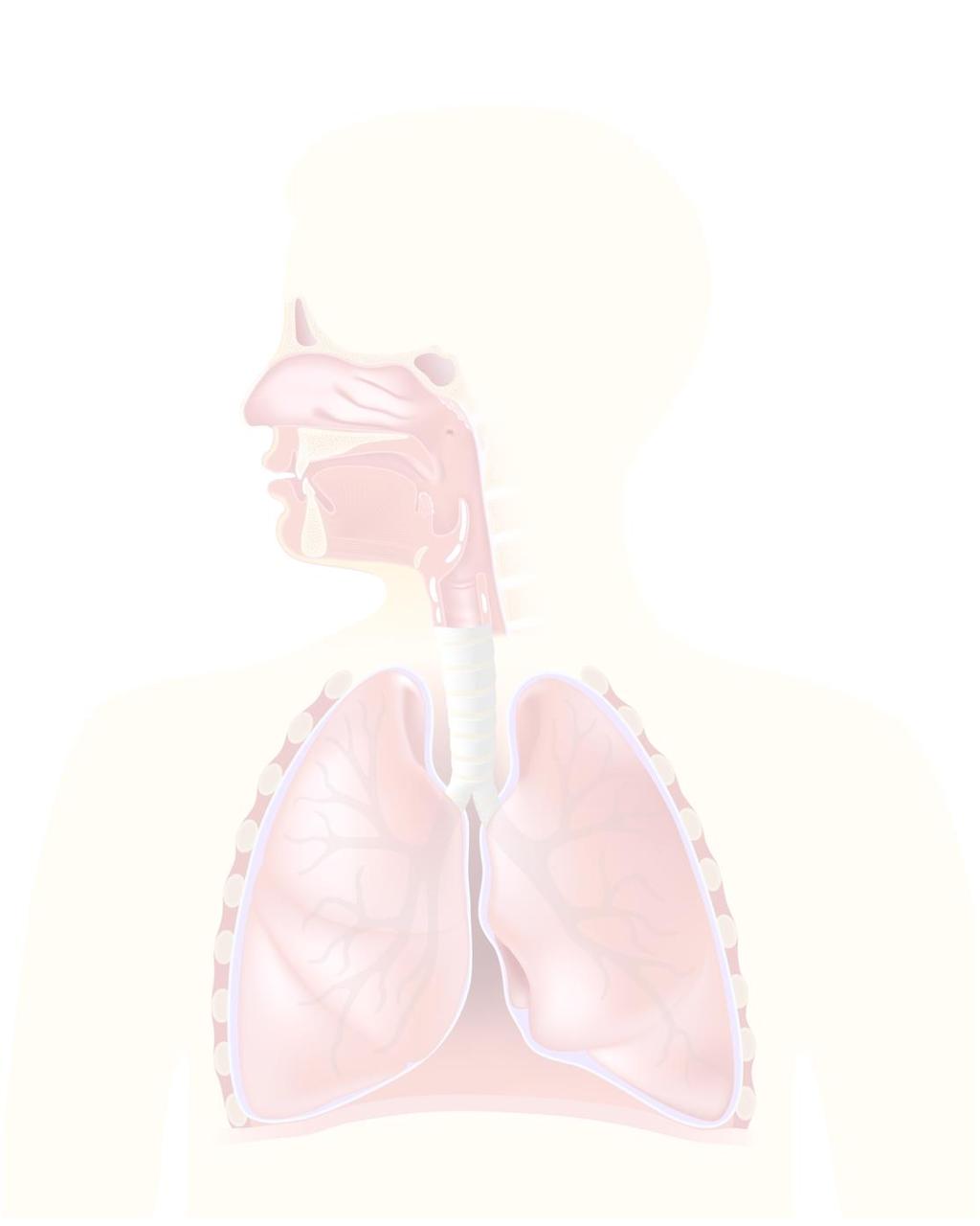 BREATH FUNCTION & SEQUENCING, CARDIOVASCULAR, RESPIRATORY SYSTEMS (M3) 1. Experience and understand the functional anatomy and pathology of different breathing patterns. For example: a.
