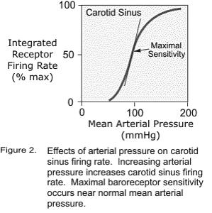 Carotid nerve fires above and below normal pressures. Aortic nerves are activated above normal pressures.