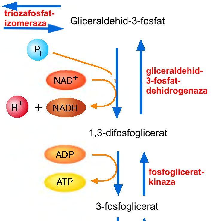 2. 1. Glikoliza Glikoliza je metabolički put razgradnje glukoze do piruvata uz istovremeno nastajanje osnovne energetske jedinice, adenozin trifosfata (ATP).