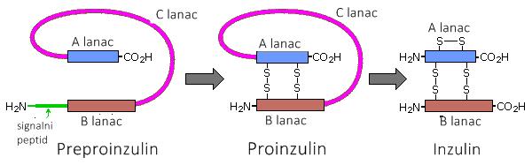 C-peptid, koji ih povezuje. Proteolitičkim cijepanjem proinzulina nastaju C-peptid i inzulin koji se pohranjuju u sekretornim granulama Golgijevog aparata i izlučuju u cirkulaciju [3]. Slika 2.