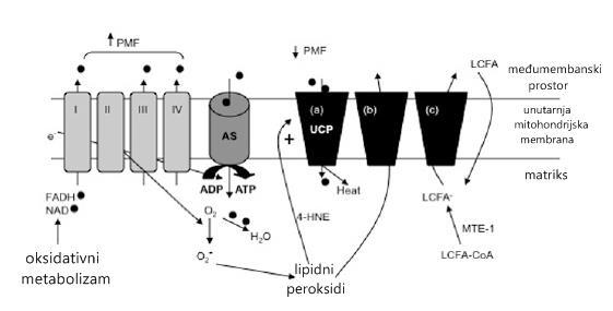 unutarnje mitohondrijske membrane ili dolazi do uklanjanja viška LCFA-CoA koji nije metaboliziran beta oksidacijom [12] Slika 5.