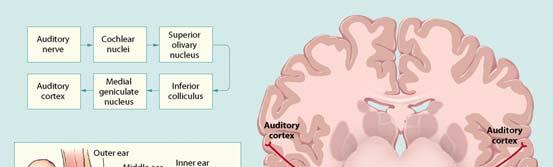 Auditory Perception Overview of the Auditory Pathways 2006, SNU CSE