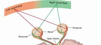Overview of Neural Pathways From the Eye to the Central Nervous System The optic fibers from the temporal half of the retina project ipsilaterally, while the
