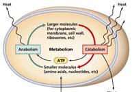 Ch. 5 Microbial metabolism Breakdown of carbohydrates, lipids and proteins to produce cellular energy (catabolism) Redox (reduction/oxidation) reactions capture, store and use energy via electron