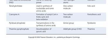 enzymes made of RNA instead of