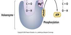 NADH and FADH 2 enter electron transport system and form a H+ gradient H+ gradient used to make ATP 13 14 Products of
