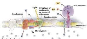 generate ATP in a process similar to respiration The ATP from the light dependent reactions is used to