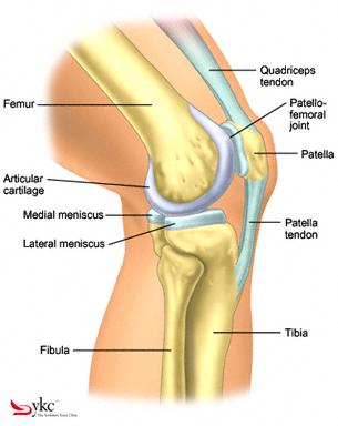 Fremnt Knee Facts The knee lses strength and stability after an injury.