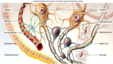 soma towards extensions (axons) Axon Conducts nerve impulses (AP) away from soma