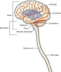 Reticular formation Crown 85 Centra Nervous System
