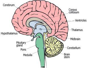 sensory information from the body to the CNS;