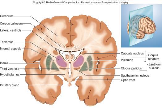 of movement Thalamus Muscle contraction Cerebellum