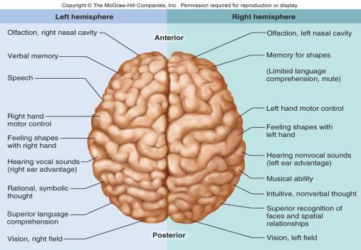 hemisphere) Role Area (Right hemisphere)