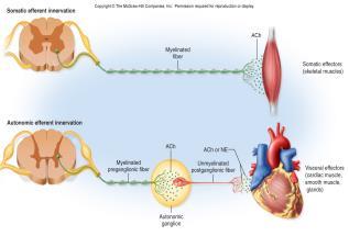 nuclei Pathology Parkinson s disease Dyskinesias
