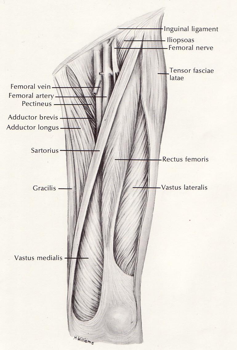 L thigh anterior Quadriceps 1 2 3 4 Rectus femoris