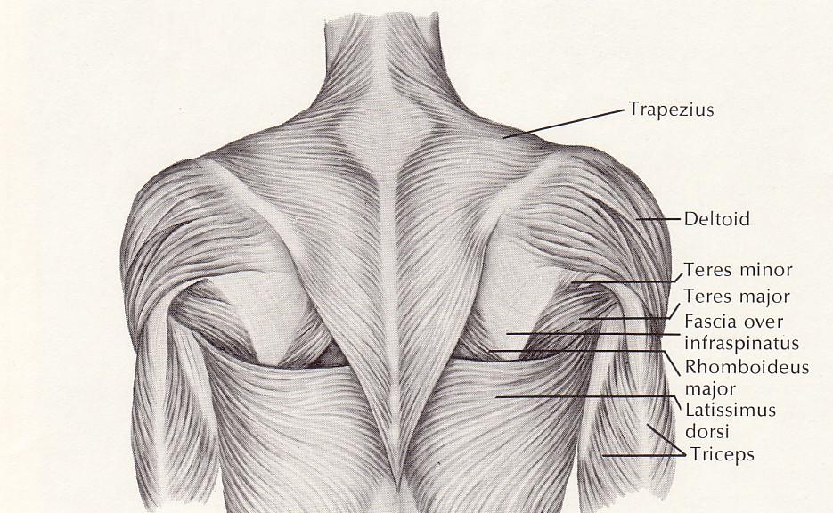 Lat Pull/Pull-up Muscle Activation Back upper Chest Shoulder