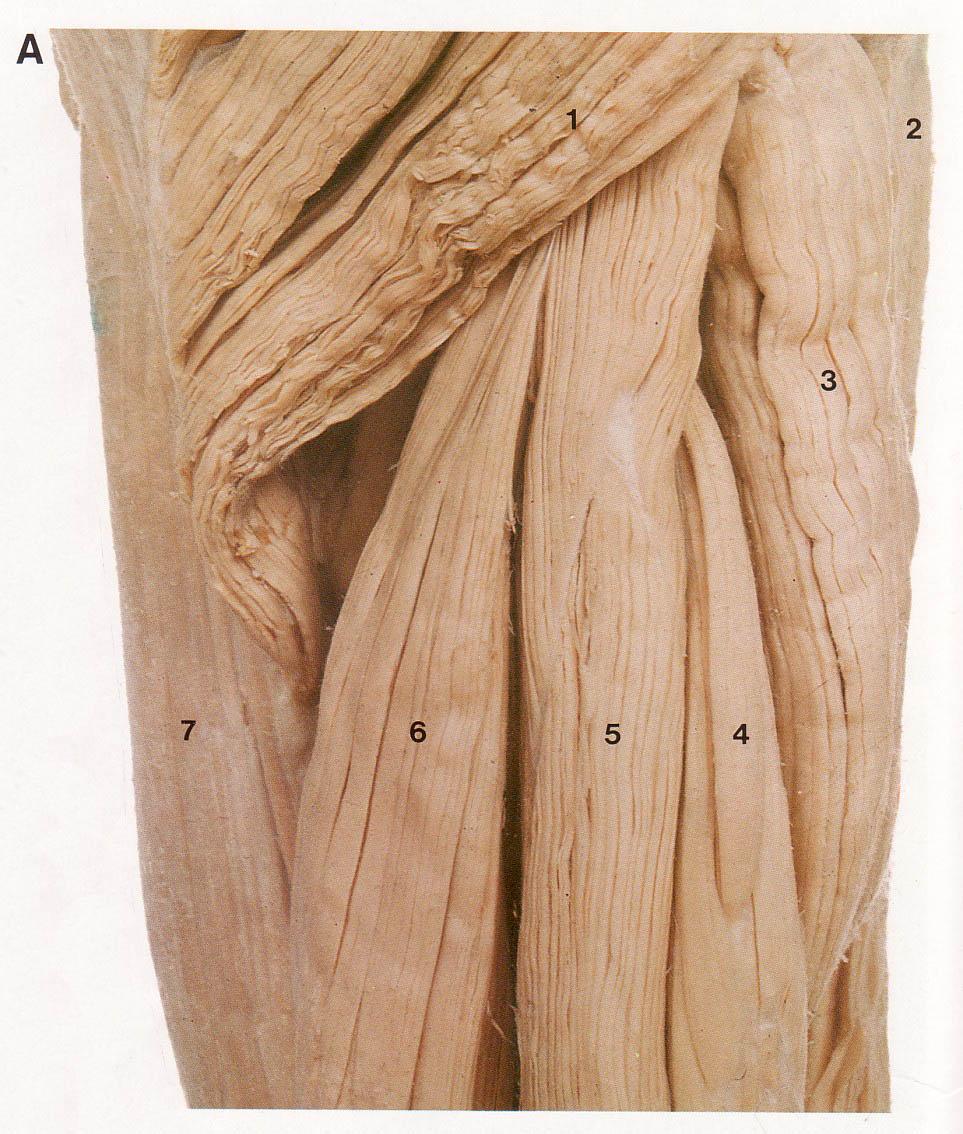 L thigh posterior Gluteus maximus Adductor