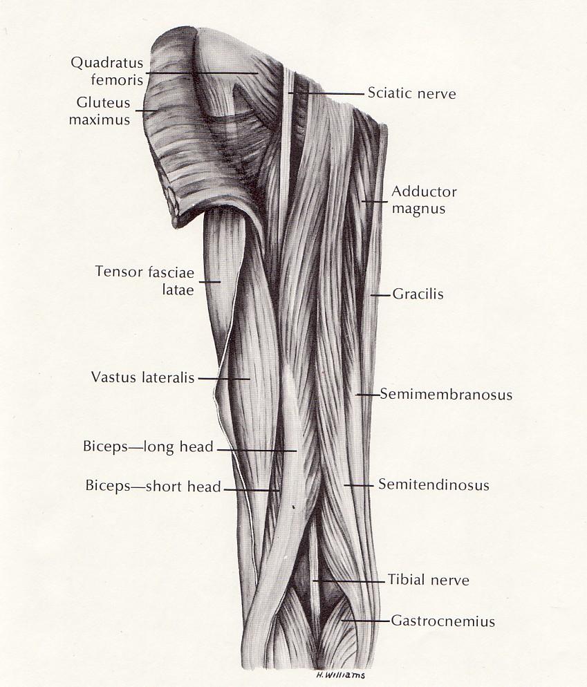 L thigh posterior Hamstring Group 1. 1 Biceps femoris (long) 2.