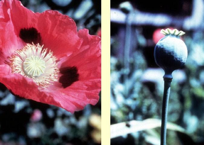 Poppy Flower & Capsule