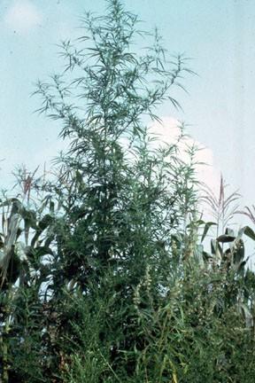 Cannabis sativa, marijuana The resinous monoterpenes of Cannabis sativa (Cannabaceae) have been used in China for