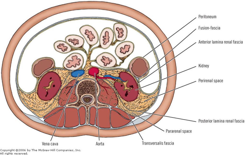 Fig. 2: Normal sectional anatomy of