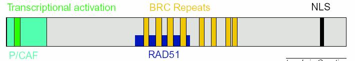 BRCA2 gene 13q12 > 70 kb 27 exons > 200 different genetic alterations Nuclear protein: 3418 aa / 384kDa
