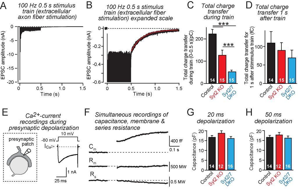 Figure S2: Analysis of delayed release in control, Syt2 KO and Syt27 DKO calyx synapses (A-D), validation of capacitance measurements (E & F), and confirmation that single deletion of Syt2 or double