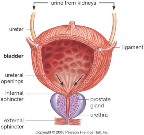 Urine Urine contains: Water HCO 3 - Inorganic salts H + Urea Uric acid Creatinine Bladder The urine goes from the kidneys into the ureters, and then to the bladder where it is stored until it can be