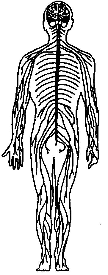 6. The diagram below represents a system in a human body. 9. The diagram below represents a reflex arc.