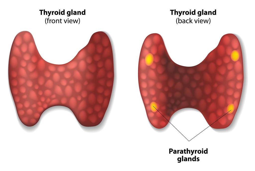 PARATHYROID GLANDS -ANATOMY Endocrine glands Situated behind thyroid gland 4 in number Superior glands