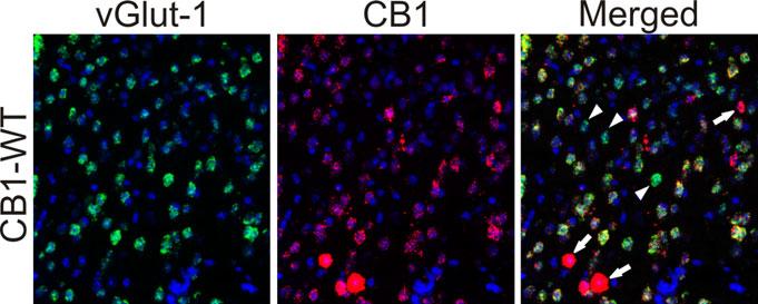 Supplementary Figure 1: Proportion of cortical glutamatergic neurons expressing CB1Rs By highly sensitive fluorescent double in situ hybridization, we labeled cortical neurons expressing CB1 mrna