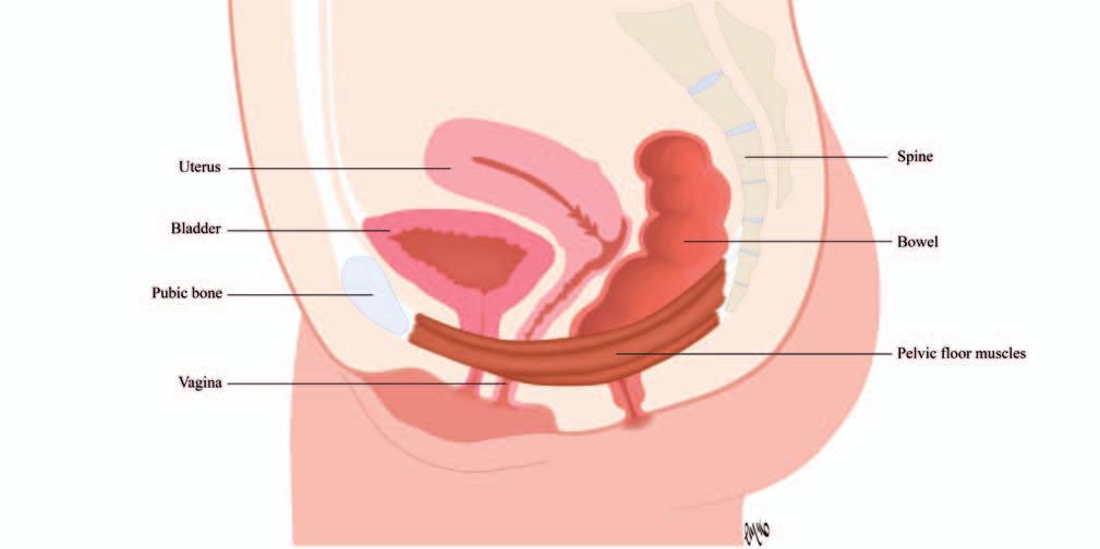 front and/or back of the pelvis. Your specialist physiotherapist can recommend positions which may help in labour and delivery.