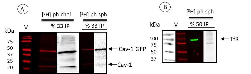 4.1.2. Cav-1 eta TfR kontrolak Ikerketa honetan erabilitako metodoaren funtzionaltasuna ziurtatzeko kabeolina-1 eta transferrina hartzaileen ingurune lipidikoa aztertu zen (6.Irudia).
