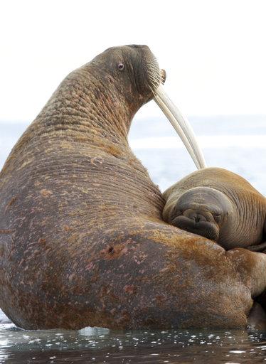 Native subsistence hunters may legally kill them. An Endangered Species Act listing would require the U.S. Fish and Wildlife Service to designate critical habitat for walruses and plan for their recovery.