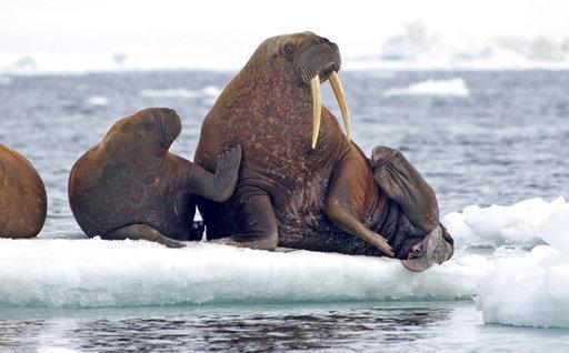 Inaccessibility protected walruses for decades, but a rapid decline in summer sea ice has made them vulnerable.