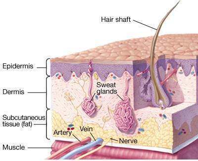 STRUCTURE OF THE SKIN Epidermis Dermis Subcutaneous tissue (fat) Hair