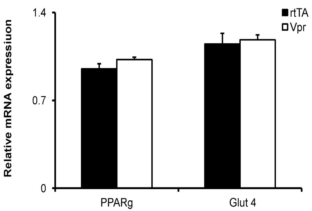 Supplementary Figure S4: Vpr does not block differentiation genes in 3T3-L1 72 hours after