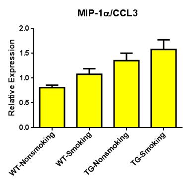 Brain VEGF, MIP-α/CCL3 and MCP-1/CCL2 Gene
