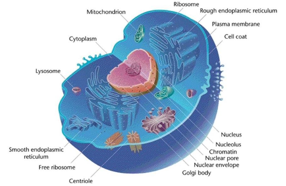 *Levels of organism: 1) The Smallest level of organization are molecules and atoms that combine to form cells. 2) Many cells combine to form a tissue and this tissue does a specific function.