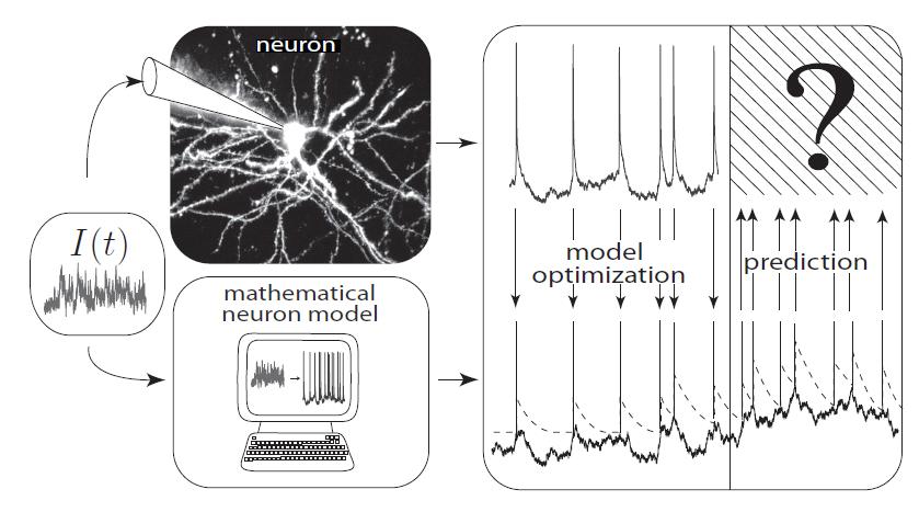Neuronal Dynamics Review: Models and Data -Predict spike times -Predict subthreshold voltage -Easy to
