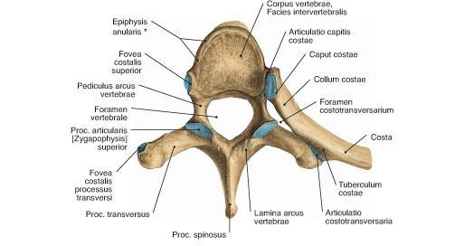 The five vertebral segments include: right pedicle, right side of the