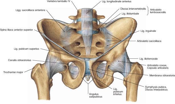 The four pelvic segments are: sacrum; pelvic fossae;